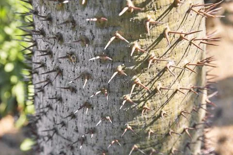 Closeup spines of cactus trunk. Stock-Fotos