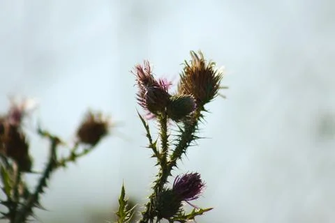 Closeup of spiny plumeless thistle with selective focus on foreground and sky Stock Photos