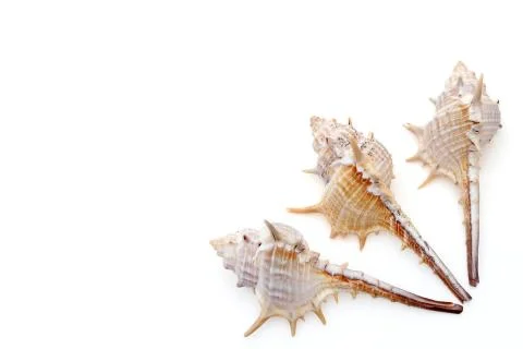 Closeup of spiny seashell Stock Photos