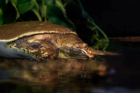 Closeup of Spiny Softshell Turtle half submerged at water's edge Stock Photos