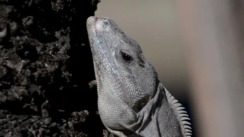 Closeup of a Spiny Tailed Iguana on a tree in Belize Video stock 105037881