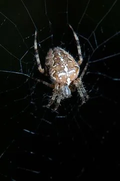 Closeup of spiser on web on black background Stock Photos