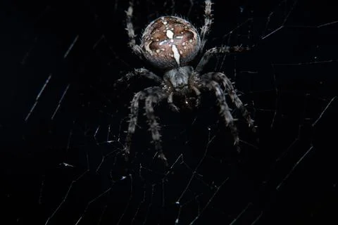 Closeup of spiser on web on black background Stock Photos