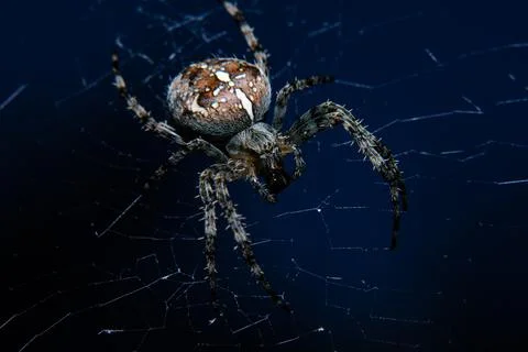 Closeup of spiser on web on black background Stock Photos
