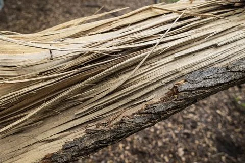Closeup of splintered tree branch after violent storm Stock Photos