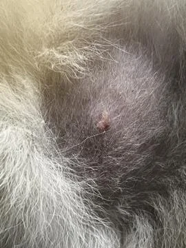 Closeup Spot problem on dog skin.The Dermatitis and Disease on dog skin, Foto stock