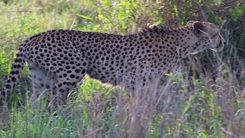 Closeup: Spotted cheetah walks through trees on South African savanna Stock Footage 333938600