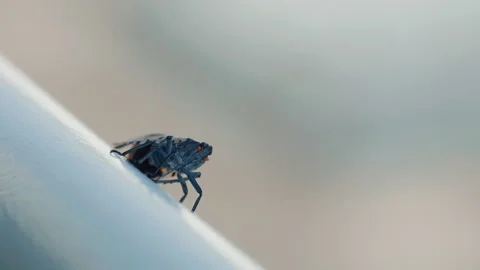 Closeup of Spotted Lanternfly 5 Vídeo Stock 314670345