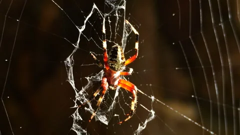 Closeup of Spotted Orbweaver spider in its web. Видео 249708432