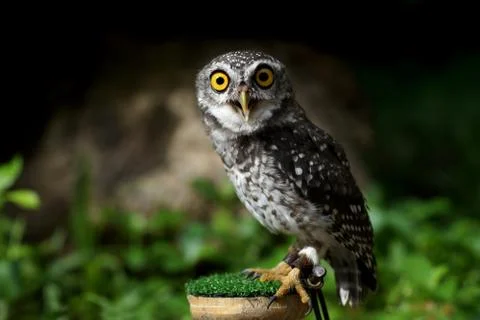 Closeup of spotted owlet Stock Photos