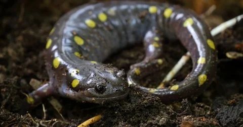 Closeup of a spotted salamander turning and crawling away into the dirt. Stock Footage 81220497