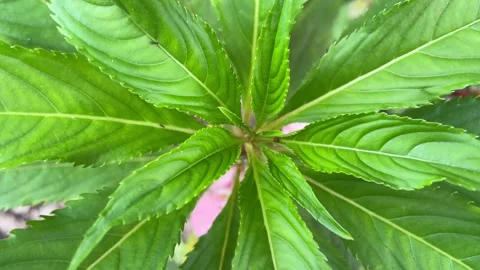 A closeup of a spotted snapweed stem featuring bright flowers Stock Footage 314259706