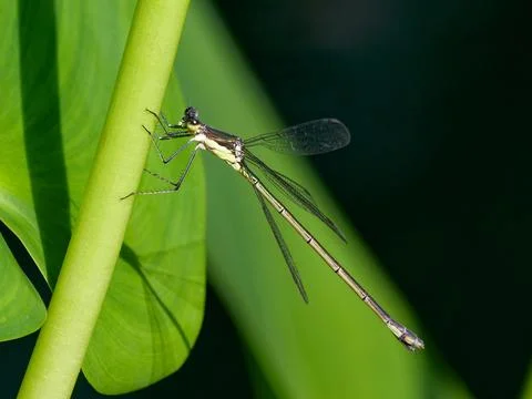 Closeup of spreadwing damselfly 写真素材
