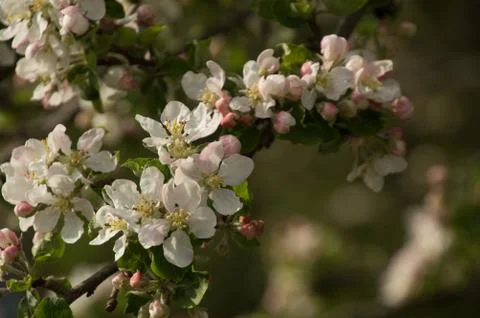 Closeup of spring apple blossom on trees Stock Photos