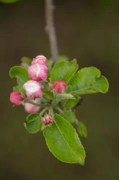 Closeup of spring apple blossom on trees Stock Photos
