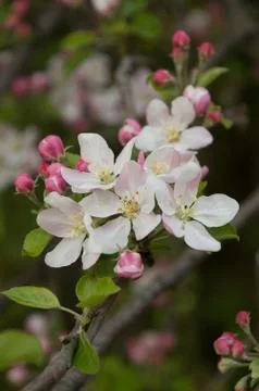 Closeup of spring apple blossom on trees Stock Photos