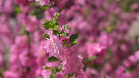 Closeup spring blooming pink flowers of three-lobed almonds. selective focus. Stock Footage 233064136
