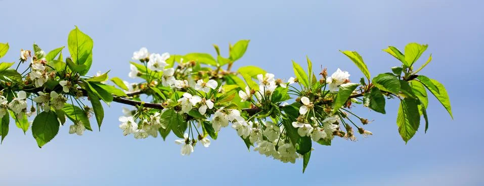 Closeup spring blossoming tree. Stock Photos