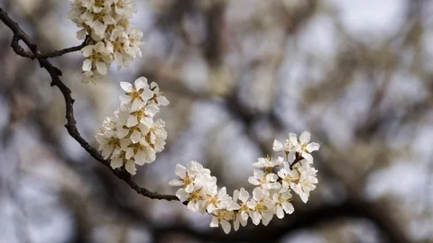 Closeup Spring Cherry Tree Vídeo Stock 106058448