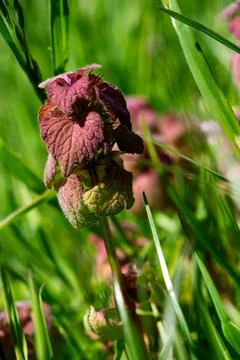 Closeup of spring clover Stock Photos