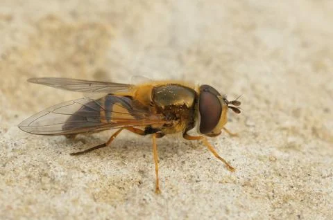 Closeup of the Spring epistrophe hoverfly , Epistrophe eligans on a stone Stock-Fotos