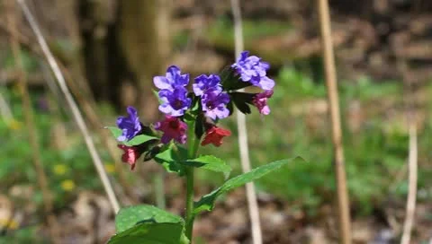 Closeup spring flowers Stock-Footage 10897549