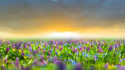 Closeup spring flowers on forest glade, beautiful natural  time lapse scene Video stock 194167863