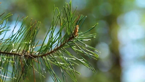 Closeup of spring fresh branch of pine tree isolated over blurred pine wood Stock Footage 75074765