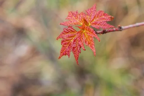 Closeup of Spring Red Maple Stock Photos
