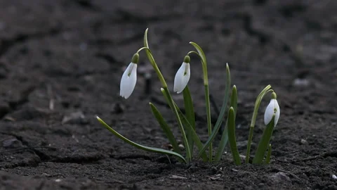 Closeup of spring snowdrop flowers in nature. Stock Footage 175942248