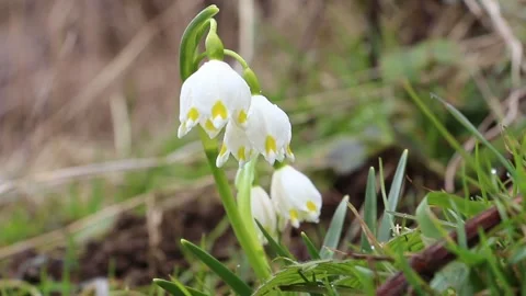 Closeup of spring snowflakes. Beautiful spring snowflakes bloom in the forest Stock Footage 151692455