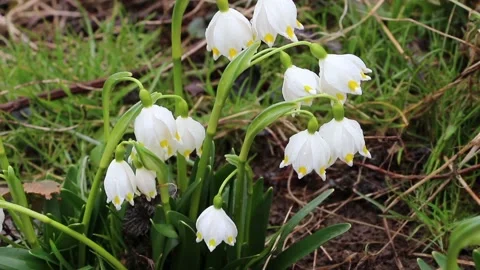 Closeup of spring snowflakes. White spring snowflakes in the forest Stock Footage 151646905
