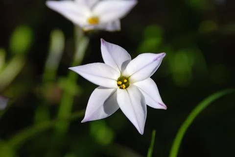 Closeup of a spring starflower Stock Photos