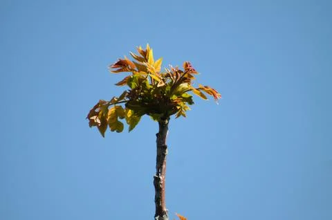 Closeup of spring tree of heaven new leaves with blue sky on background Stock Photos