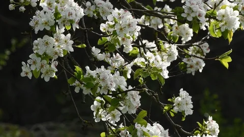 Closeup of spring trees in bloom in the Tuscan countryside Stock Footage 127583810