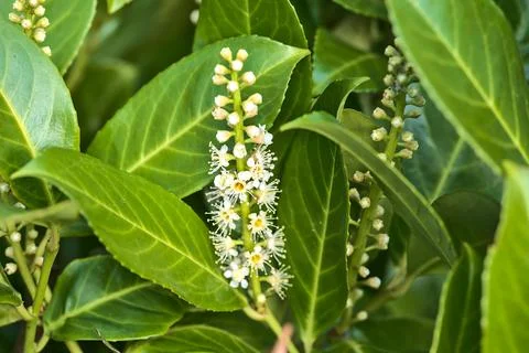 Closeup spring view of white blooming common laurel (Prunus laurocerasus) bloom Stock Photos