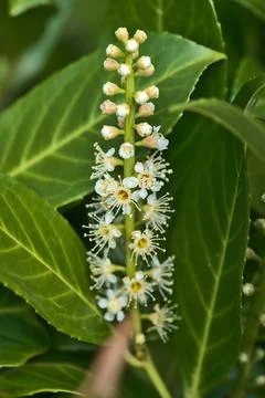 Closeup spring view of white blooming common laurel (Prunus laurocerasus) bloom Stock Photos
