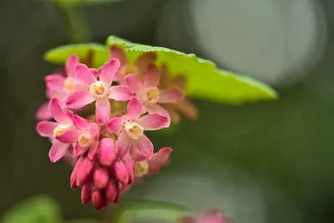 Closeup spring view of wild red-flowering currant (Ribes sanguineum) pink bloom Stock Photos