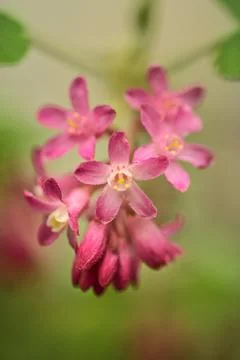 Closeup spring view of wild red-flowering currant (Ribes sanguineum) pink bloom Stock Photos