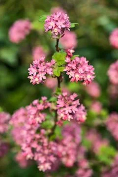 Closeup spring view of wild red-flowering currant (Ribes sanguineum) pink bloom Stock Photos
