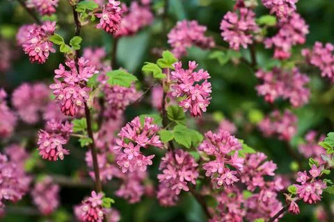 Closeup spring view of wild red-flowering currant (Ribes sanguineum) pink bloom Stock Photos