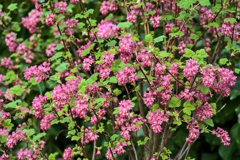 Closeup spring view of wild red-flowering currant (Ribes sanguineum) pink bloom Stock Photos