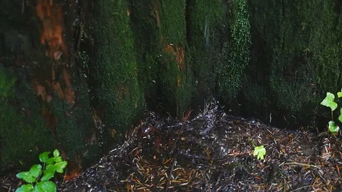 Closeup of spring water as it falls and dribbles on green moss Stock Footage 82400542