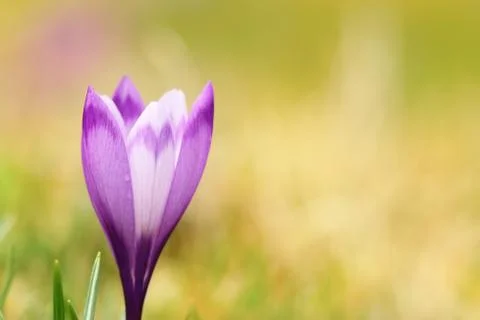 Closeup of spring wild saffron ( Crocus sativus ), beautiful flower over gree Stock Photos