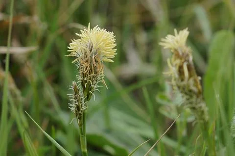 Closeup on the springtime blossoming Mop-headed Sedge, Carex caryophyllea Stock Photos