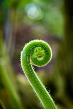Closeup of a sprout unrolling Stock Photos