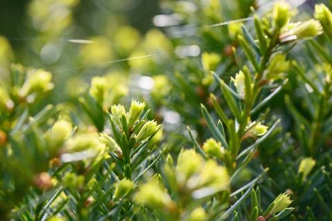 Closeup of sprouted yew tree in spring Stock Photos