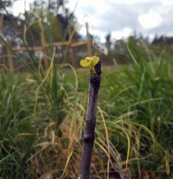 Closeup of sprouting grape leaf Stock Photos