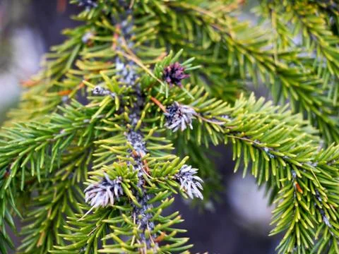 Closeup spruce branches in the forest Stock Photos