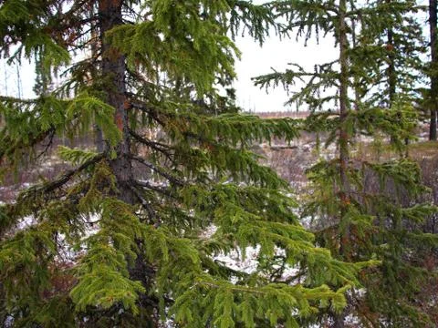 Closeup spruce branches in the forest Stock Photos